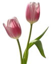 Two Tulips